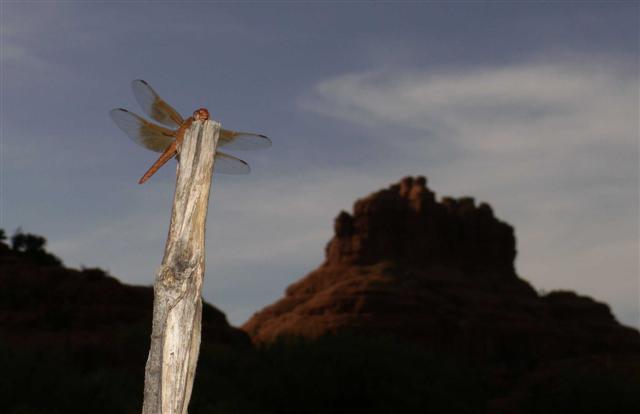 Bell Rock Dragonfly
